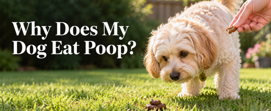 Why Does My Dog Eat Poop? What’s Normal, What’s Not, and What Actually Helps