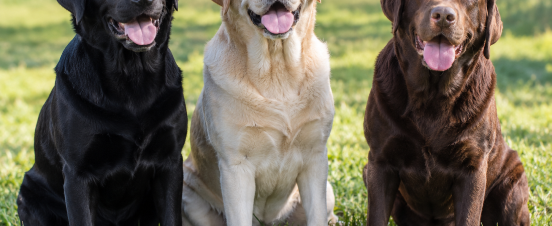 Labrador Retriever: History, Personality, Health & Surprising Facts