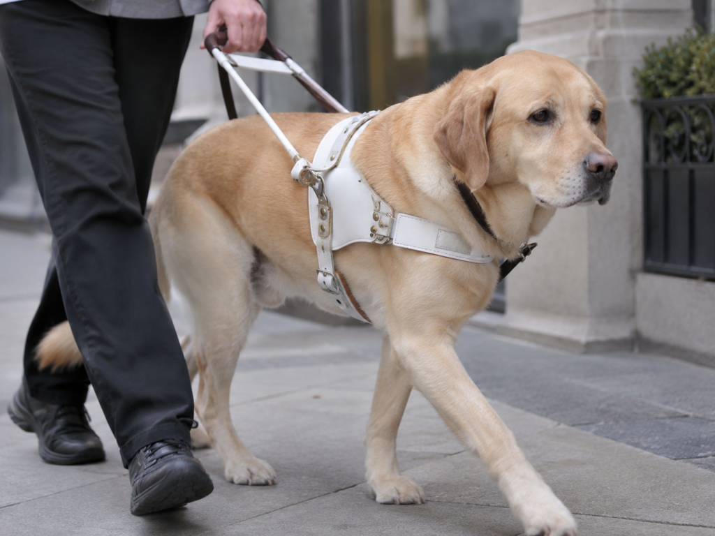 A yellow Labrador guide dog walking beside its handler in a harness