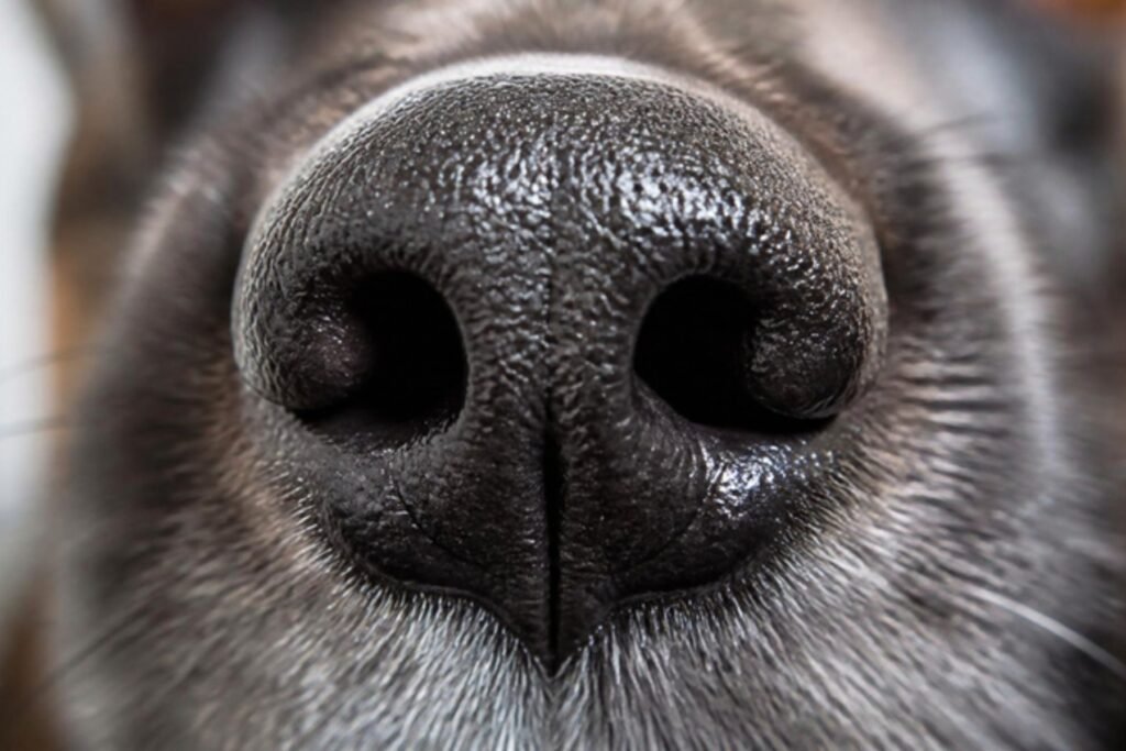 A close-up of a dog's shiny wet black nose showing its textured pattern