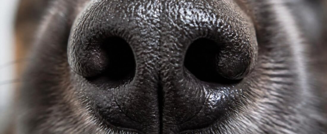 Why Do Dogs Have Wet Noses? The Surprising Science Behind That Cold Boop
