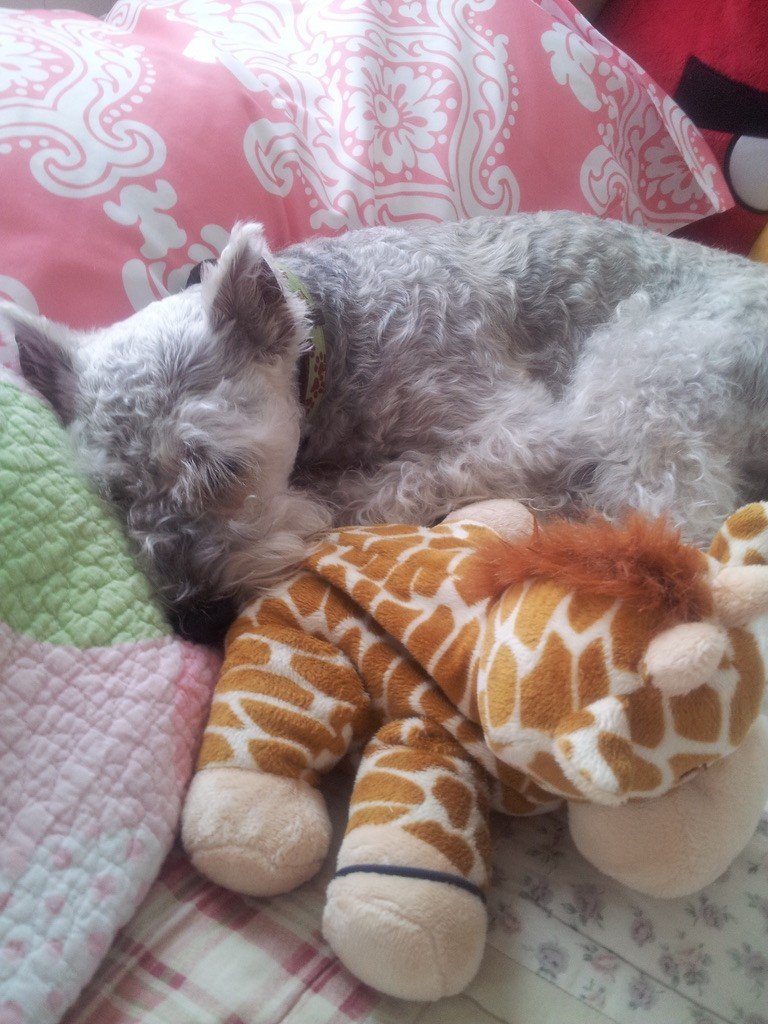 Jake curled up asleep on a bed next to a stuffed giraffe toy