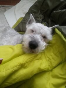 Jake, a white Schnauzer, resting his head on a bright green blanket and looking sleepy