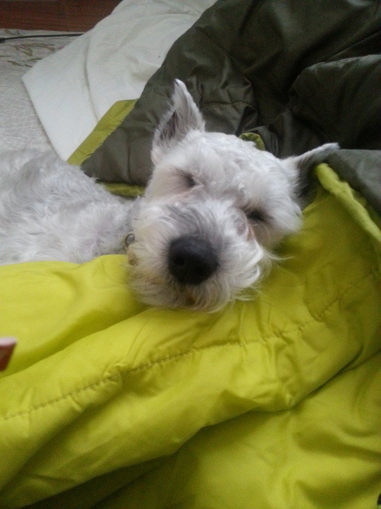 Jake, a white Schnauzer, resting his head on a bright green blanket and looking sleepy