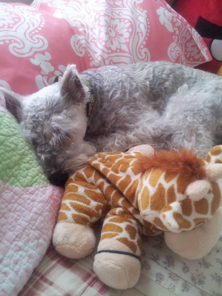 Jake the Schnauzer sleeping curled up next to a stuffed giraffe on a bed