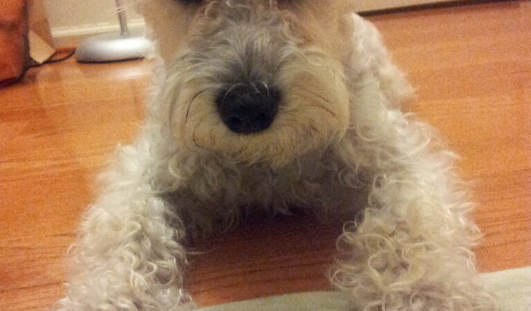 Jake’s Story, Part 1: The Night Dad Came Home With a White Puppy