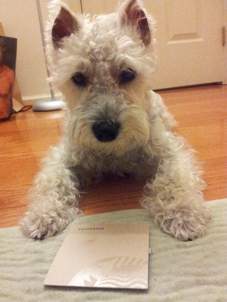 Jake, a white Schnauzer with curly fur, lying on the floor and looking straight at the camera