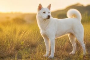 A white Korean Jindo with upright ears and a curled tail standing alert in a grassy field at golden hour