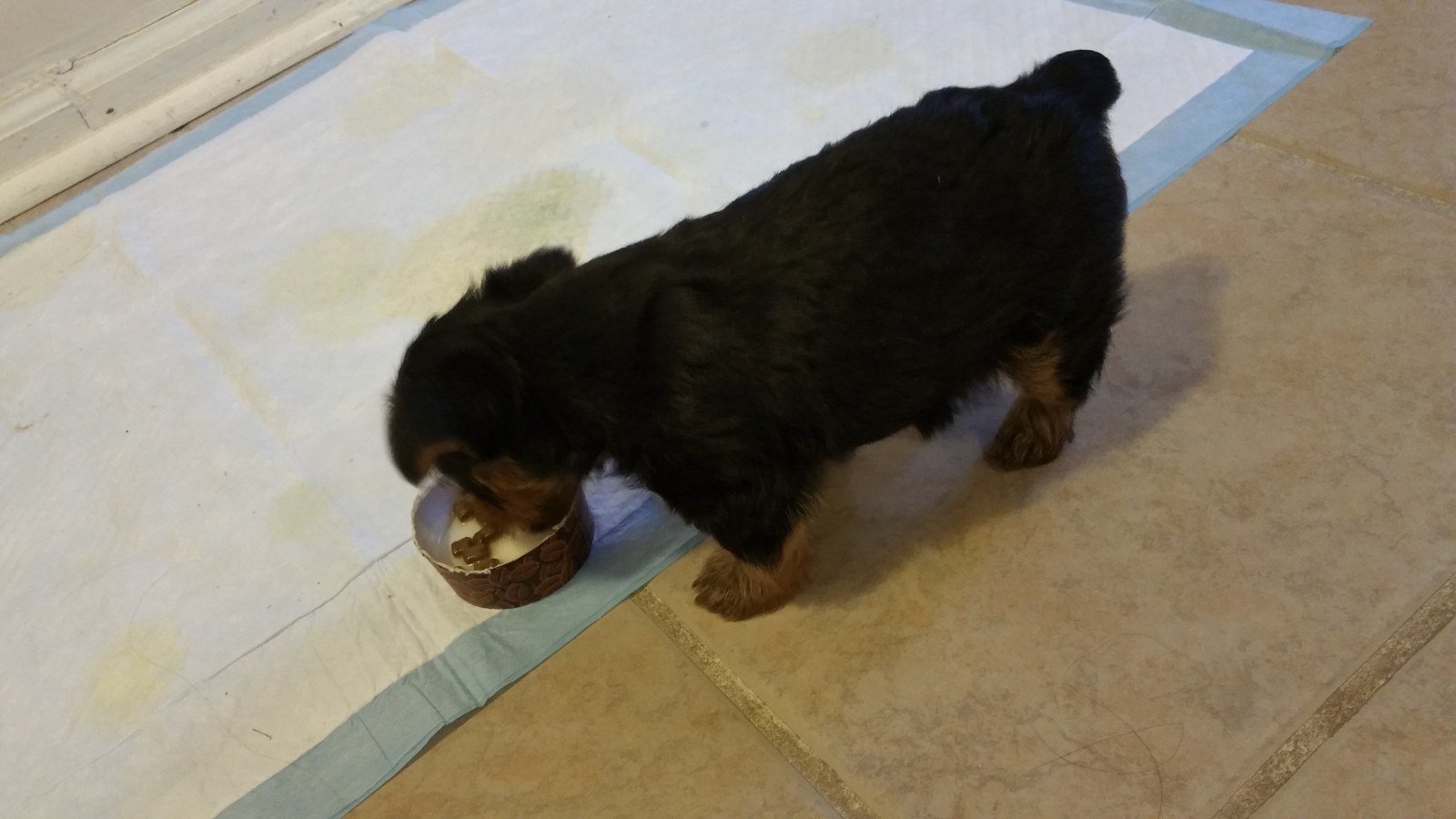 Simba as a small black and tan puppy, eating from a little bowl on a puppy pad