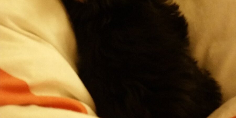 Simba’s Story, Part 1: The Puppy Who Came Running to My Dad