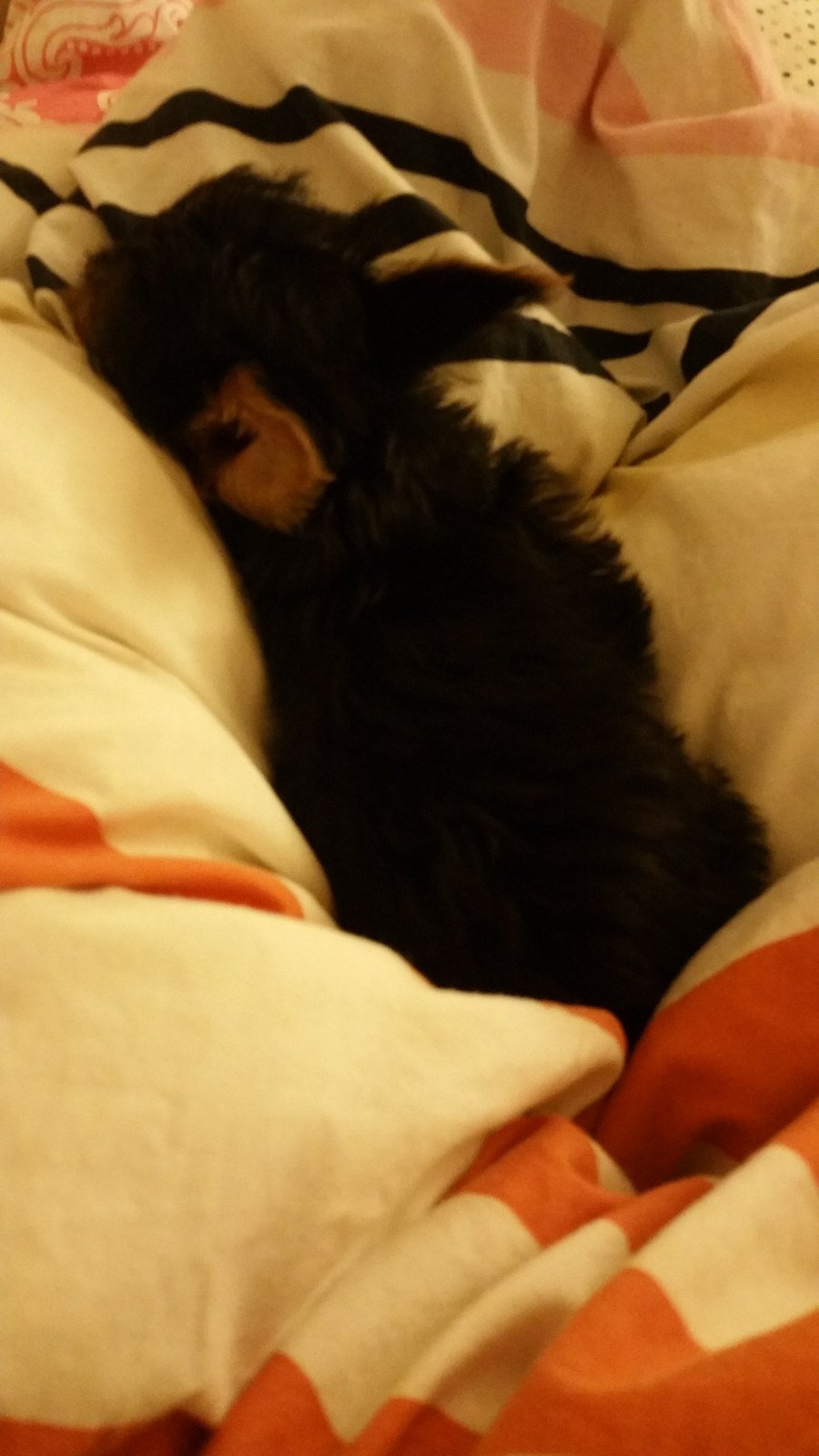 Simba as a tiny black and tan puppy, curled up asleep in a blanket