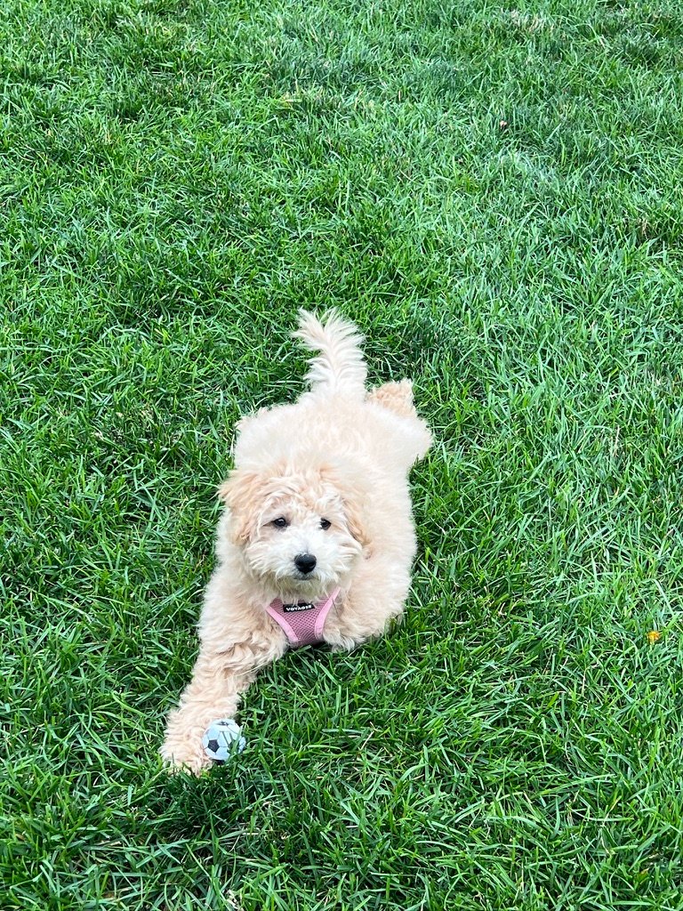 Terry, a fluffy cream Poochon puppy in a pink harness, lying on green grass next to a small soccer ball toy