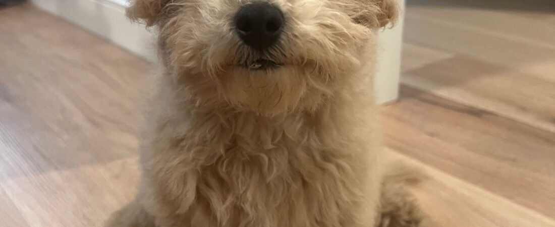 Terry’s Story, Part 1: The Puppy Who Helped Us Smile Again