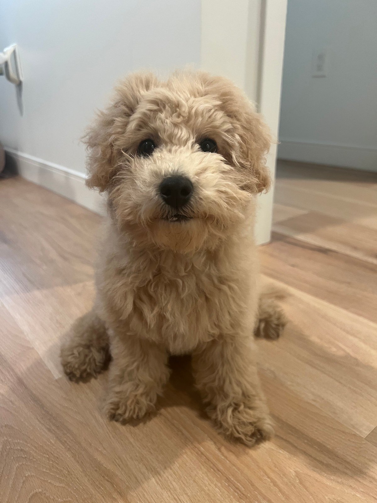 Terry, a fluffy apricot puppy with curly fur, sitting on a wood floor and looking up at the camera