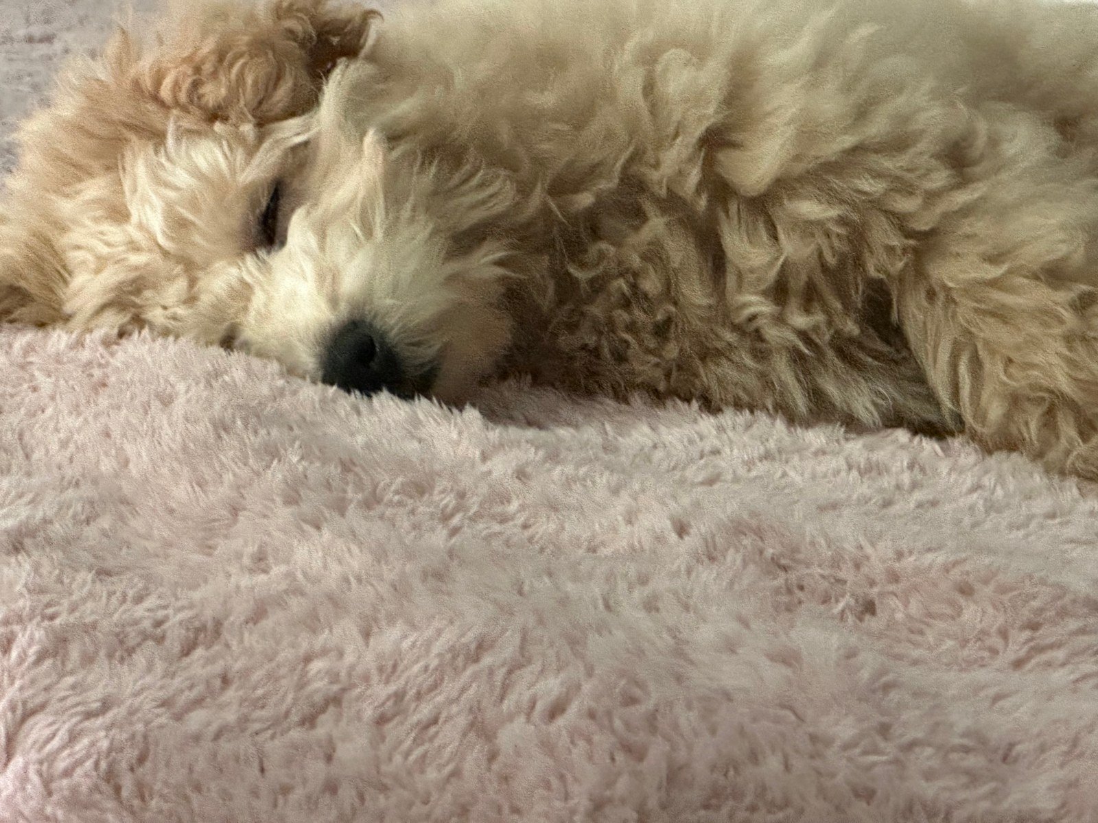 Terry, a curly apricot puppy, fast asleep on a soft pink blanket