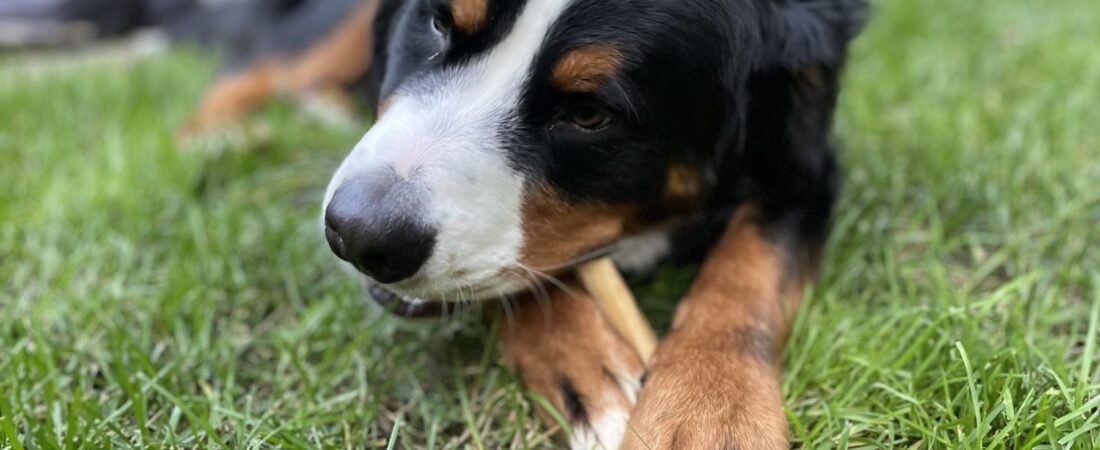 Bernese Mountain Dog: History, Personality, Health & Surprising Facts