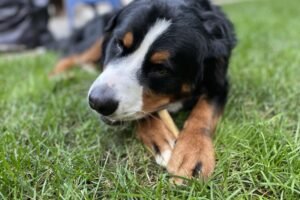 A Bernese Mountain Dog lying in the grass with their head resting on their paws