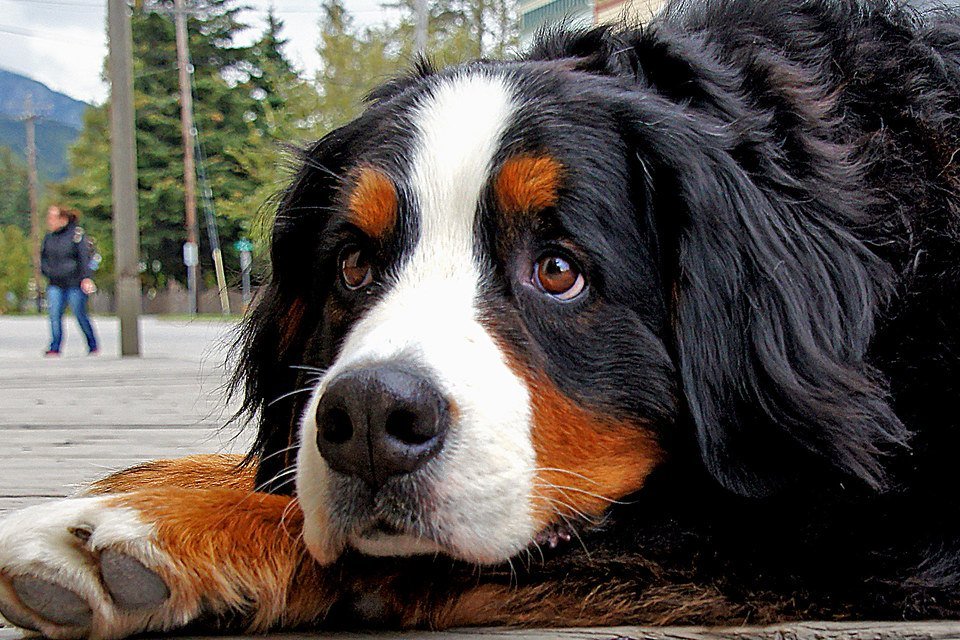 A close-up of a Bernese Mountain Dog's black, white, and rust face