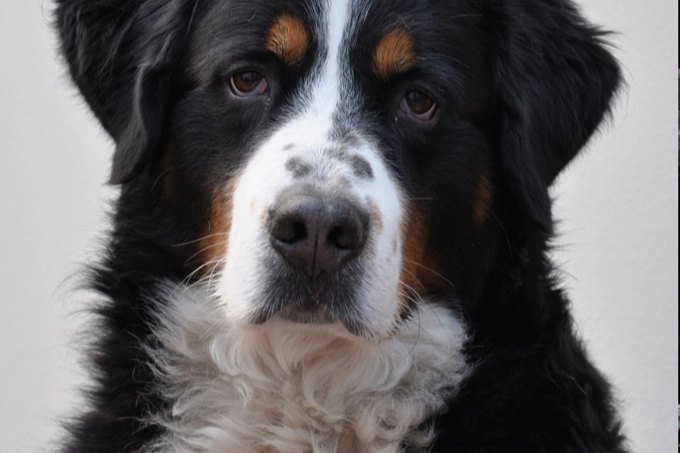 A close-up of a Bernese Mountain Dog's tricolor face, looking straight at the camera