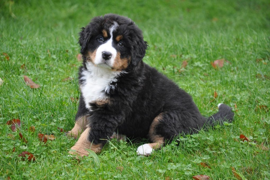 A fluffy Bernese Mountain Dog puppy sitting on a green lawn