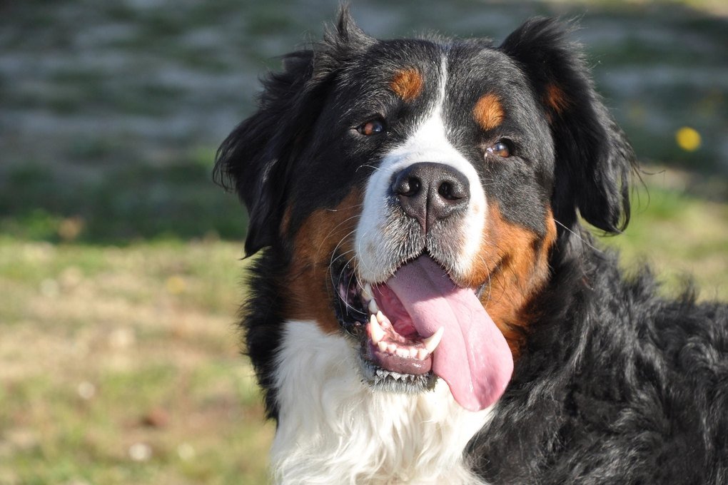 A happy Bernese Mountain Dog with their tongue out outdoors