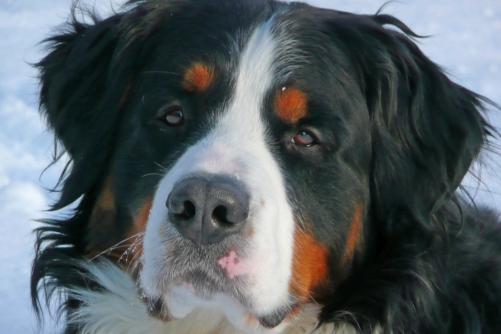 A close-up of a Bernese Mountain Dog with a gentle expression