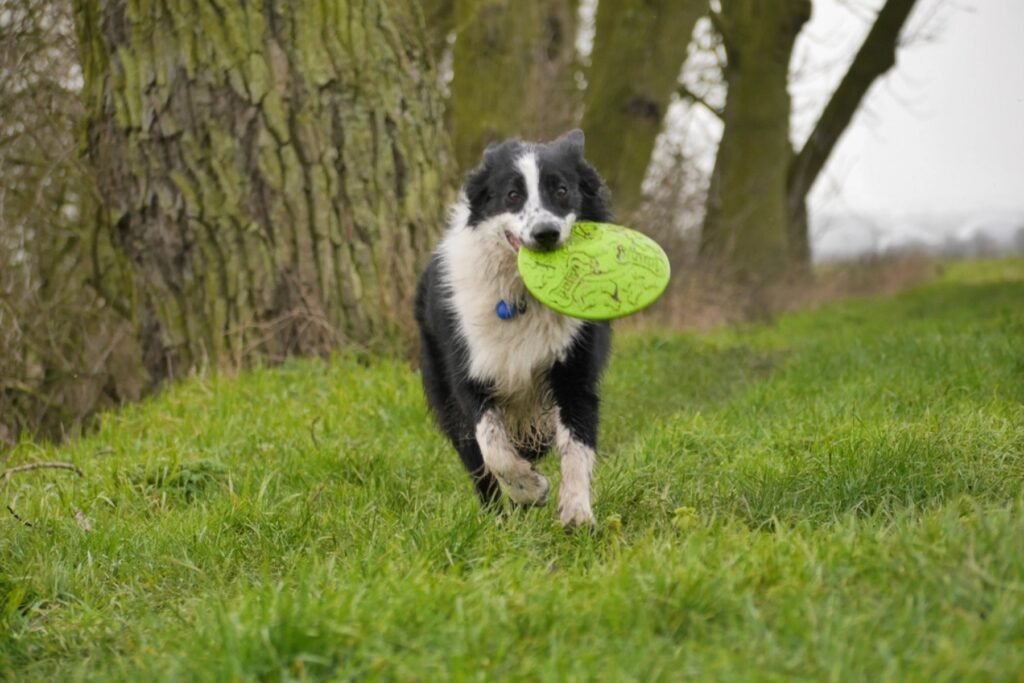 A Border Collie carrying a green flying disc across a grassy park