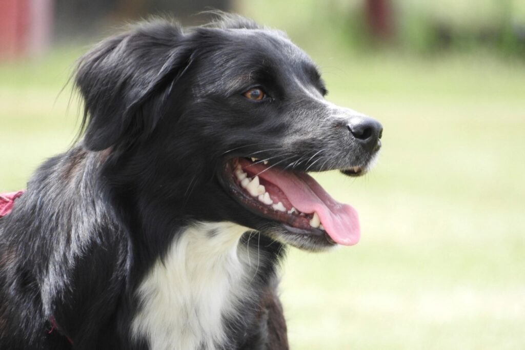 A black and white Border Collie with its mouth open, panting happily outdoors