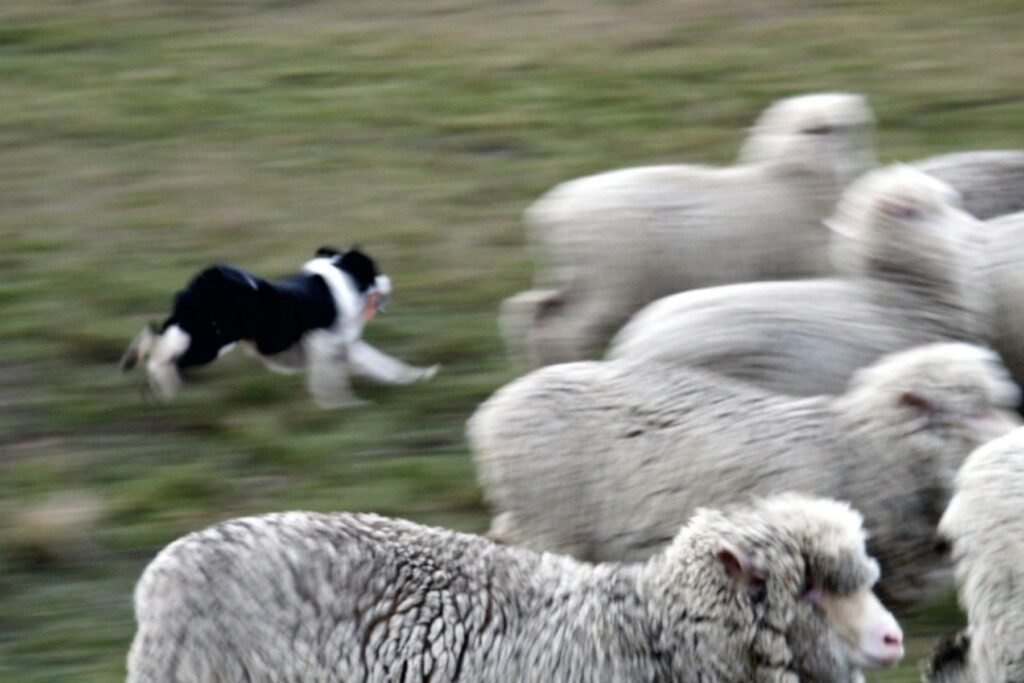 A Border Collie running alongside a flock of sheep