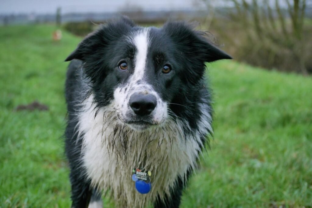 A black and white Border Collie standing on green grass, looking toward the camera