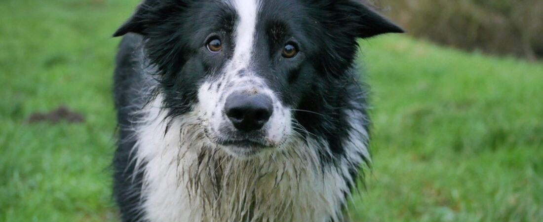 Border Collie: History, Personality, Health & Surprising Facts