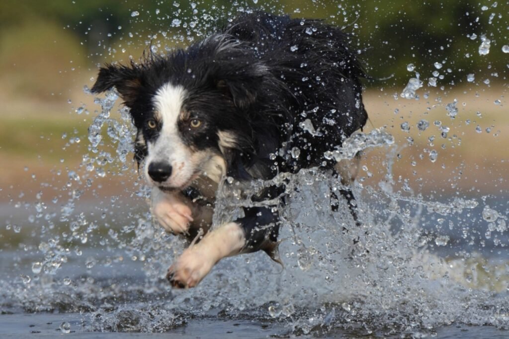 A Border Collie splashing through shallow water