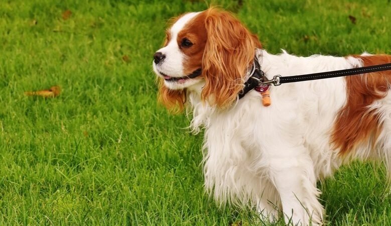 Cavalier King Charles Spaniel: History, Personality, Health & Surprising Facts