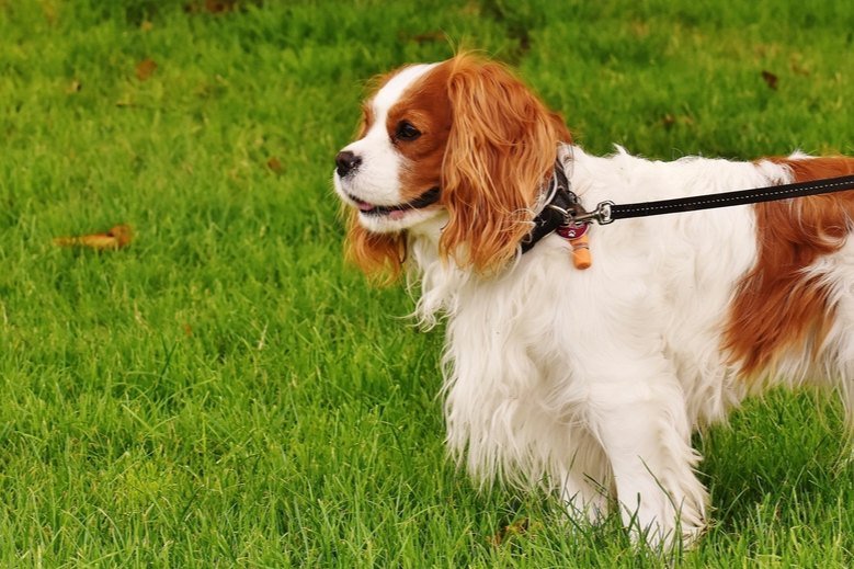 A Blenheim Cavalier King Charles Spaniel standing on green grass on a leash
