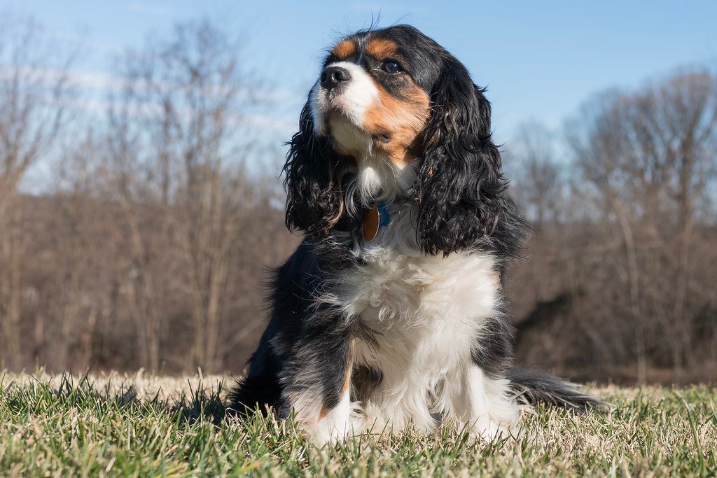 A tricolor Cavalier King Charles Spaniel sitting on grass with long feathered ears