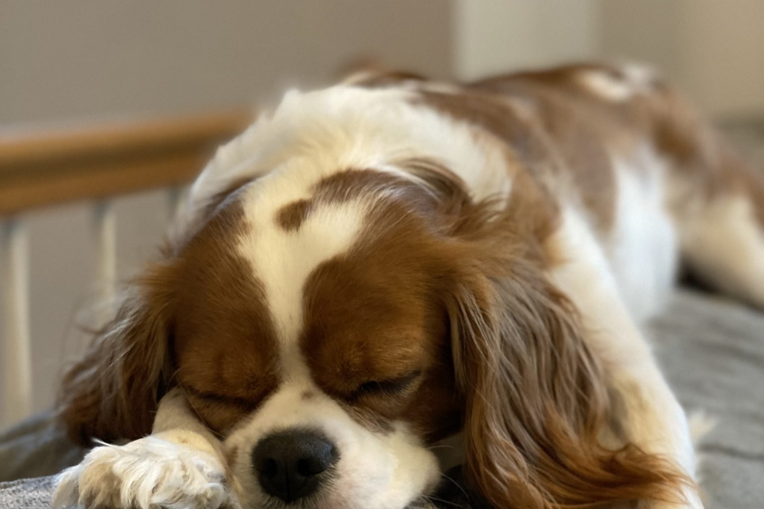 A Blenheim Cavalier King Charles Spaniel sleeping on the back of a grey couch
