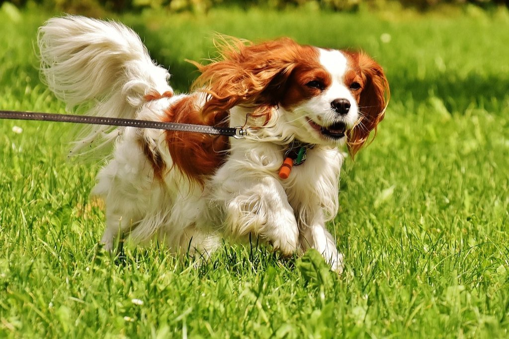 A Blenheim Cavalier King Charles Spaniel trotting across a lawn on a leash with ears bouncing