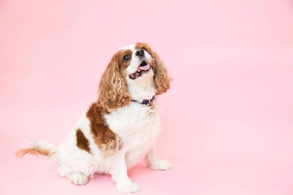 A Blenheim Cavalier King Charles Spaniel sitting against a pink background and looking up
