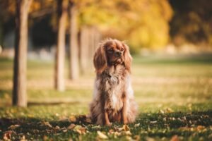 A golden Cocker Spaniel sitting in a park, looking up