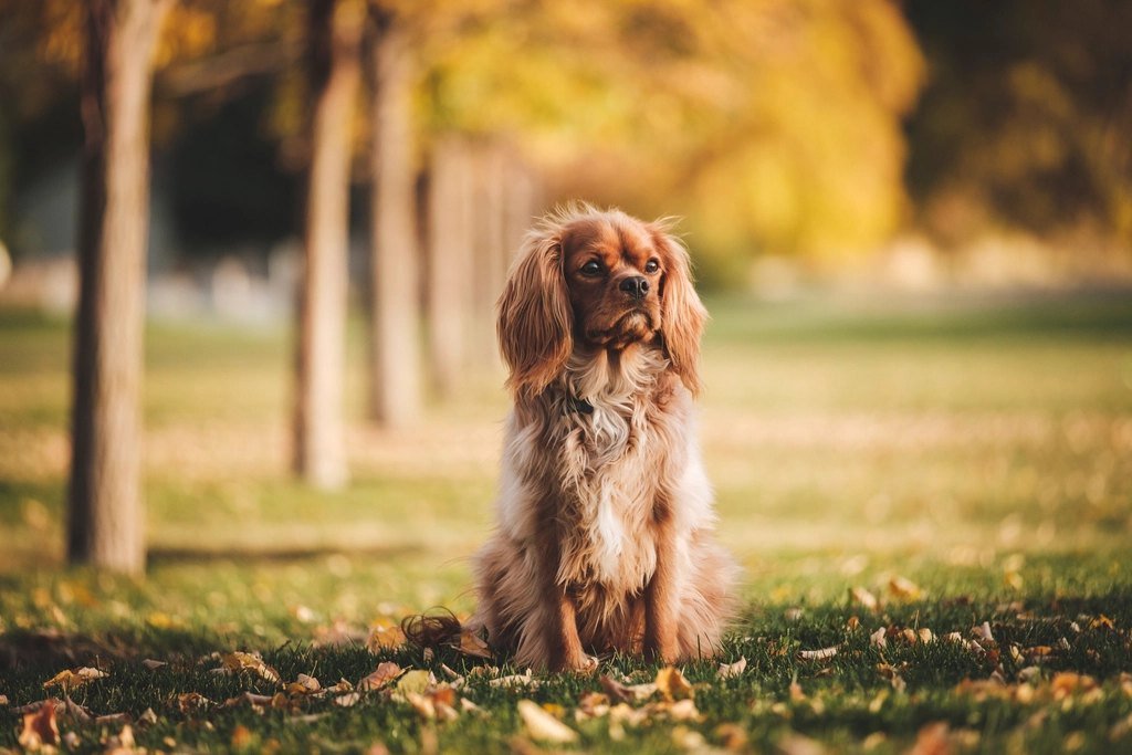 A golden Cocker Spaniel sitting in a park, looking up