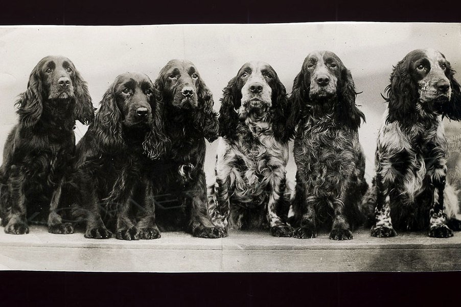 A vintage black and white photo of four Cocker Spaniels sitting in a row