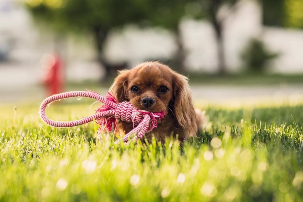 A spaniel puppy playing with a toy on the grass