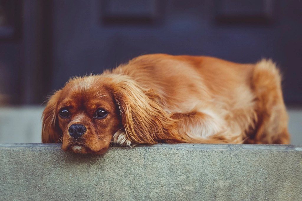 A red spaniel lying down with long, silky ears