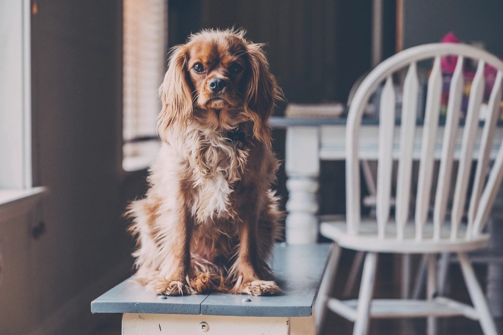 A Cocker Spaniel sitting on a wooden porch