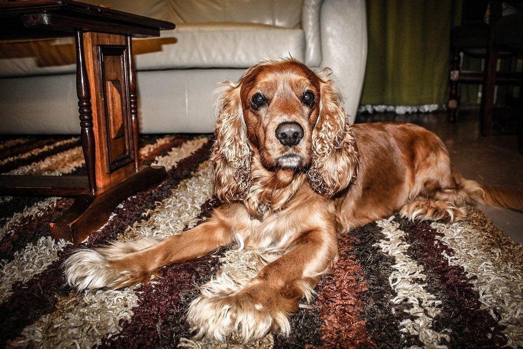 A spaniel lying on a patterned rug at home