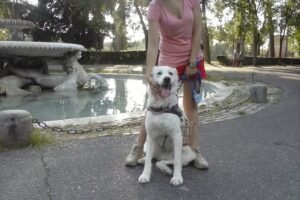 A white dog on a leash sitting beside a person near a fountain