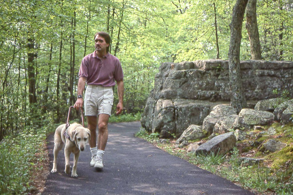 A man walking a light-colored dog along a wooded path