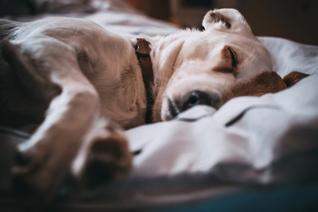 A dog sound asleep on a bed