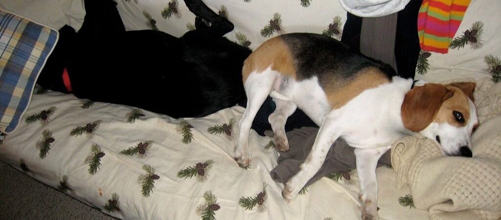 Does Sleeping With Your Dog Ruin Your Sleep? A New Study Says It Might Be You