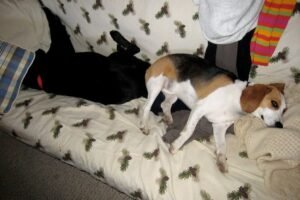 A beagle and a black dog napping together on a blanket-covered bed